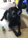 Junior