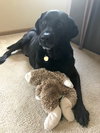 Junior