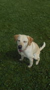Hank