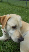 Hank