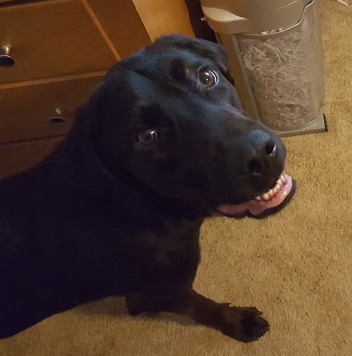 Harley