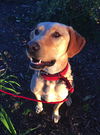 Harley