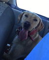 Harley