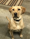 Harley