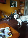 Marli