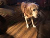 Coby