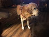 Coby