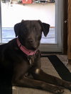 Mocha