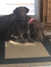 Mocha
