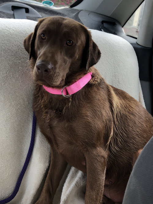 Mocha