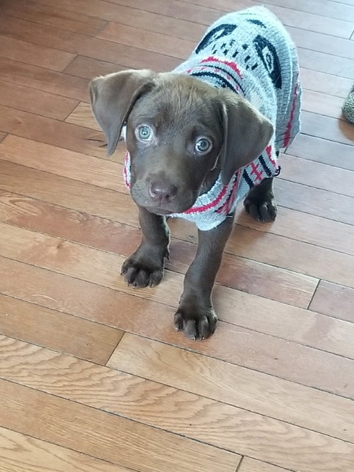 Chloe