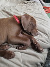Chloe