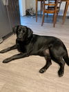 Nikita