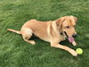 Charley