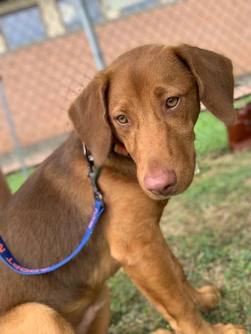 Opie