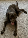 Cora