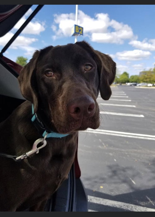 Cora