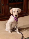Mulligan (Mulli)