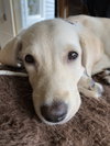 Mulligan (Mulli)