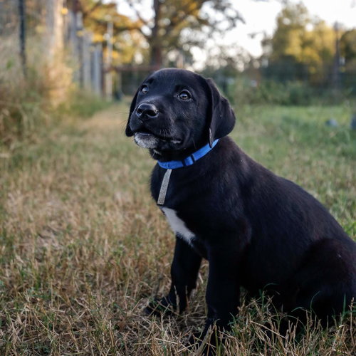 Murphy