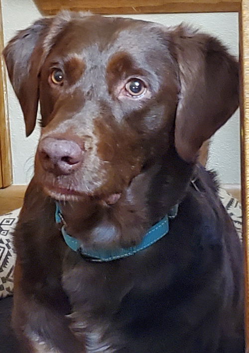 Harley