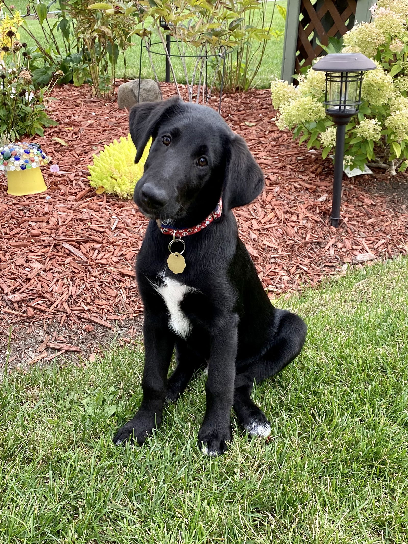 6 month black store lab