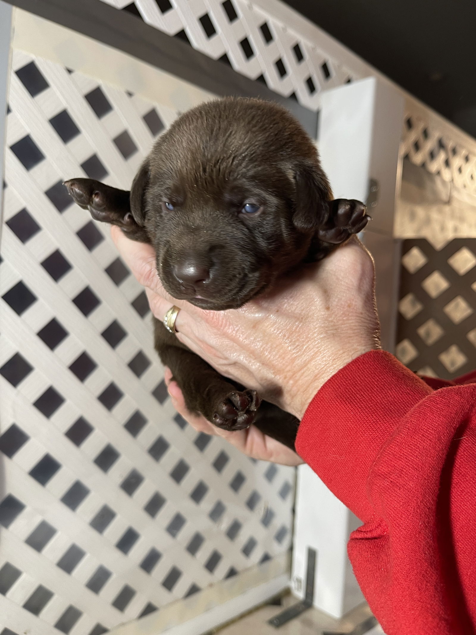 Learn lab rescue cheap