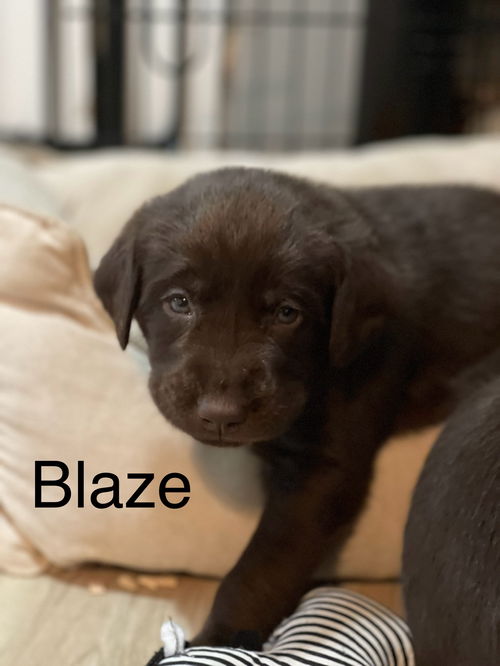 Laszlo