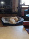 Lucy