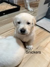 Snickers