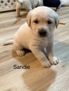 Sandie