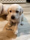 Truffle