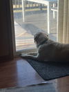 Sampson
