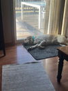 Sampson
