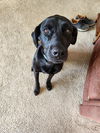 Sadie