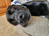 Sadie
