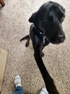 Sadie