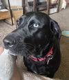 Rosie