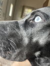 Rosie