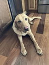 Colby