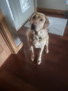 Colby