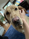 Colby