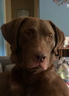 Monty