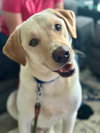 Sam