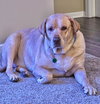 Statler