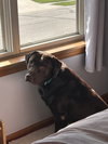 Dexter