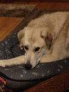 Odin