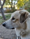Odin