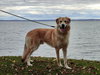 Odin