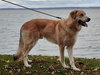 Odin